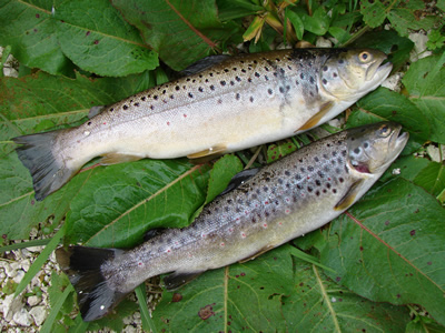 River Avon trout